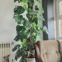 برگ‌انجیری ۲ متری
