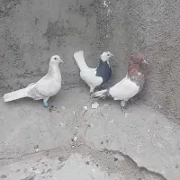 کبوتر  پرشی