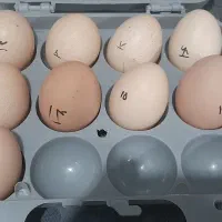 فروش تخم نطفه داربرهما(امپراطور)