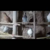 کفتر|پرنده|رادکان, |دیوار