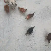 جوجه محلی اصل