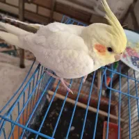جوجه عروس لوتینو