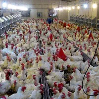 کارگربرای مرغداری