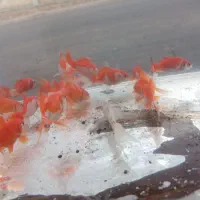 ماهی قرمز گلدفش ردکپ،فایتر