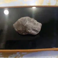 شهاب سنگ دارای فسیل