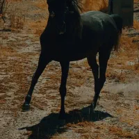 مادیان کرد.   دمگیر|اسب و تجهیزات اسب‌سواری|ملایر, |دیوار