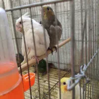 جوجه گرینچیک و عروس هلندی