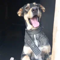 واگزاریطولهسگ|سگ|خواجه, |دیوار