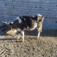 ۲تا گاو درجه یک زایید و آبستنی