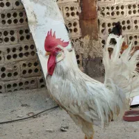 مرغ تخم گذار. و خروس یک ساله