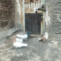 کبوتر کله ای دوبالی|پرنده|دزفول, |دیوار