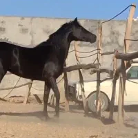 مادیون سیاه