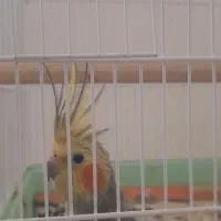 عروس هلندی نر  دست آموز