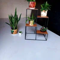 حراج استند گل|گل و گیاه طبیعی|شیراز, نصرآباد|دیوار