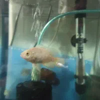 ماهی اسکار|ماهی|شیراز, منطقه هوایی شهید دوران|دیوار