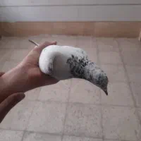 کفتر|پرنده|کرج, اصفهانی‌ها|دیوار