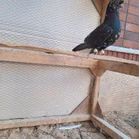 کبوتر سورو دم سفید|پرنده|شیراز, فرودگاه شهید دستغیب شیراز|دیوار