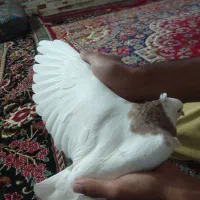 ماده طوقی زرد