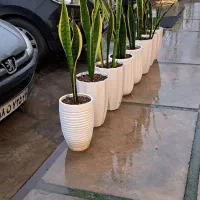 کلیه امور محوطه سازی و باغبانی|خدمات پیشه و مهارت|بندر انزلی, گیلار|دیوار