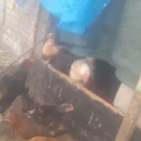 تعداد ۱۰۰ عدد مرغ جوجه|حیوانات مزرعه|جیرفت, |دیوار