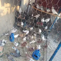 کبوتر|پرنده|سیرجان, |دیوار