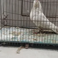 کفتر سفید|پرنده|خمینی‌شهر, |دیوار