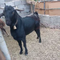نربزدرشت وسنگین وزن،کم عمر