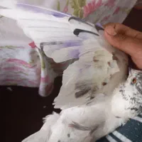 کبوتر سوسک ماده