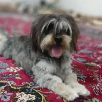 واگذاری 3 قلاده سگ شیتزو|سگ|تبریز, |دیوار