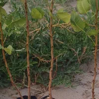 نهال پسته زمردسبز|خدمات باغبانی و درختکاری|مهریز, |دیوار