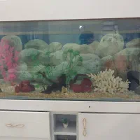 آگواریوم ۱۲۰ در ۷۰|ماهی|مشهد, انقلاب|دیوار