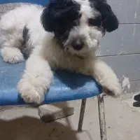 سگ پاکوتاه