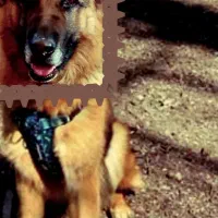 یه سگ ژرمن چند ماه پیش پیدا کردم