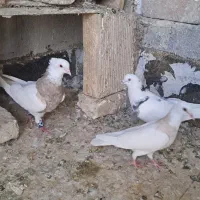 کبوتر طوقی وتهرانی پرشی