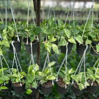 فروش تک و عمده انواع زاموفیلیا پتوس آگلونما|گل و گیاه طبیعی|نشتارود, |دیوار