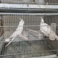 عروس سفید جفت