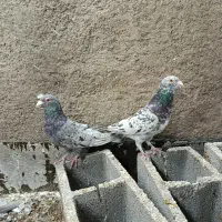 کفتر بزک با سرور|پرنده|شیراز, کوزه گری|دیوار