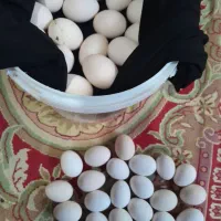 تخم مرغ محلی نطفه دار