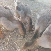 غاز اوکراینی