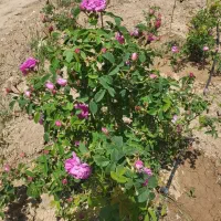 فروش نهال گل محمدی