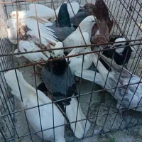 کفتر|پرنده|بندرعباس, |دیوار