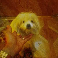 سک خانگی ب اسم لوسی|سگ|شیراز, ده پیاله|دیوار