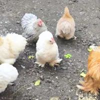 تخم کوشین|حیوانات مزرعه|لولمان, |دیوار