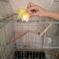 طوطی راهب لوتینو،زرد|پرنده|اسلام‌شهر, شهرک مفیدی|دیوار