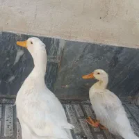 اردک