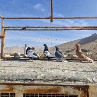 کبوتر|پرنده|سیدان, |دیوار