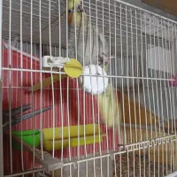 جفت جوجه عروس|پرنده|زابل, |دیوار