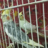 عروس هلندی نرو ماده