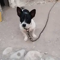 سگ پاکوتاه نر