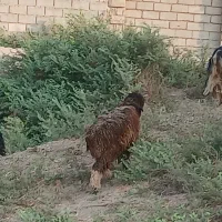 بره ماده